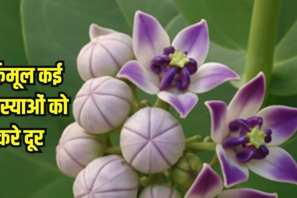 Arkmool Health Benefits: Fighting Cancer and Effective Drug Arcamool in other diseases