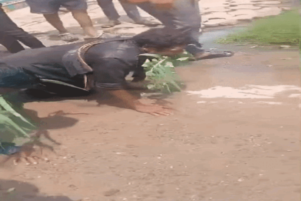 Odisha dalit men forced to eat grass over cattle transport | In Odisha, half the head of 2 youths fed, grass: beaten in suspicion of cow-smuggling; Rahul said- every incident that crushed the dignity of Dalits attack the constitution
