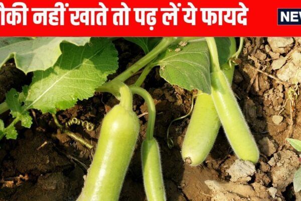Bottle Gourd or Lauki Benefits. Gourd properties, nutrients and benefits