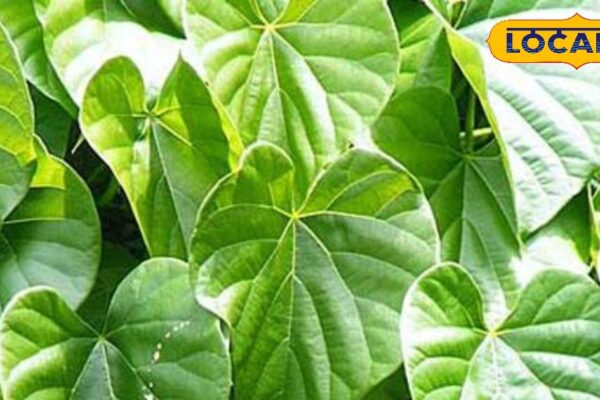The goods of nectar are every leaf of this plant, the time of 100 diseases, if you eat it, will never let you get sick