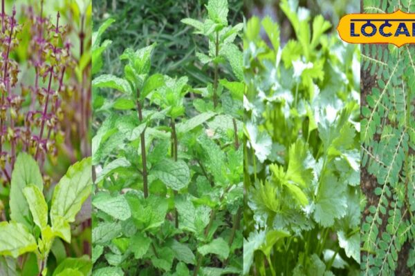 Monsoon Gardening Tips: Plant these 6 medicinal plants, gardens and health too!