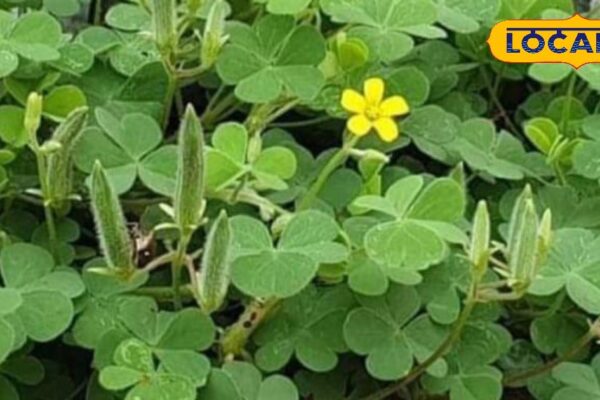 Hero is the hero of health, these plants meet with shocking benefits, from the smell of the mouth to digestion