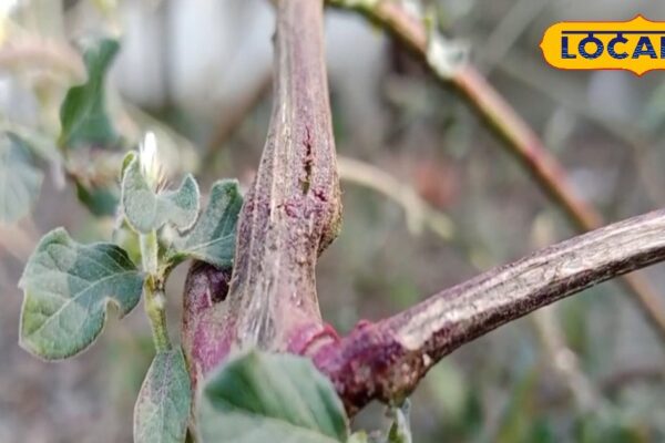 This mamula plant is very much enraged … more than a dozen diseases are time! Benefits will be kept counting