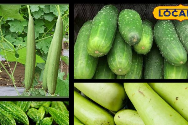 In the rain, consume these green vegetables, you will also be away from seasonal diseases including herpes and itching