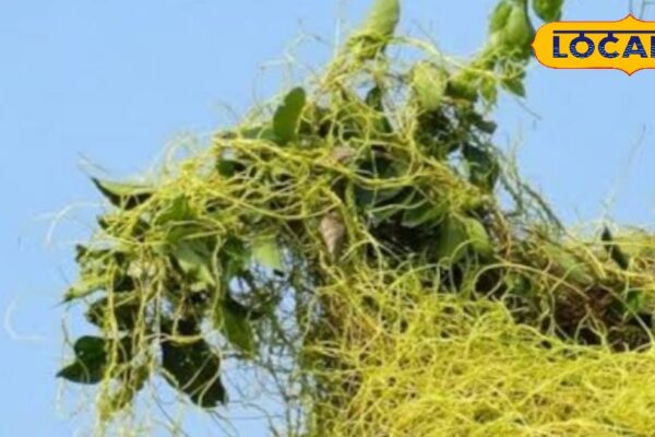 Trees of trees, but the period of diseases, cures diseases like piles and piles!
