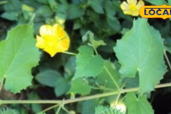 The secret of health is hidden in yellow flowers, relieves relief from stone piles to cough, know benefits