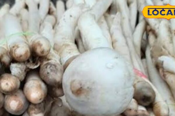 The ‘vegetarian mutton’ which rises in the rain that is giving direct collision to non -veg, price up to ₹ 1000 kg