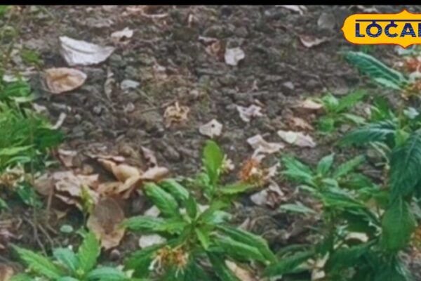 This desi herb will save from snake-scorpion! Take Ayurvedic medicine on an empty stomach in the morning, dangerous poison will also be ineffective!