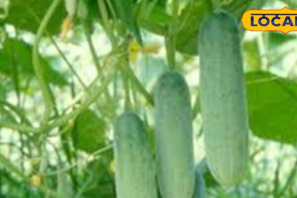 Not only vegetables are seeds, the store of properties, keep away from stones to pimples; Extremely easy consuming