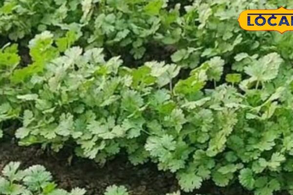 Not only does the taste increase … boon for health, would not have thought so many benefits of coriander leaf