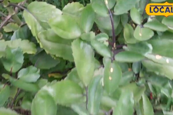 Stones patients! Do not cut the rounds of hospitals … Hidden treatment at home, not plant