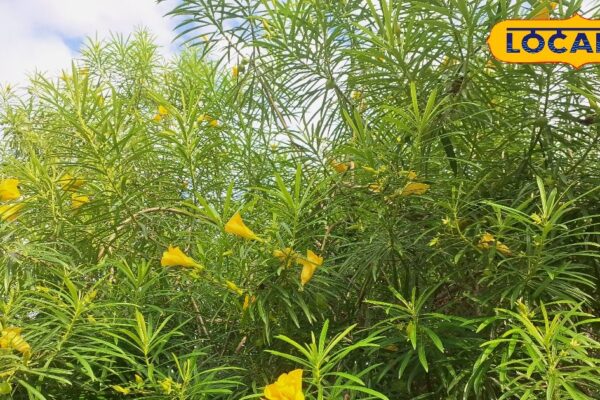 This is a factory of medicines, this flower that looks simple, many diseases have time! Benefits will be shocked