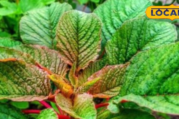 It removes desi greens, from leucorrhea to toothache, also eliminates internal diseases of the body, know benefits