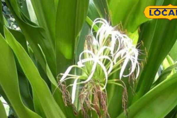 Kaal for many diseases, ‘Sudarshan’ of Lord Vishnu, this plant with white flowers