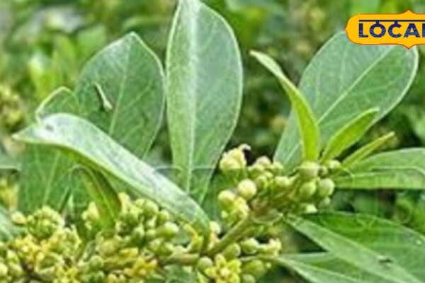 These leaves tremble diseases, blood sugar will immediately control, joint pain will run away