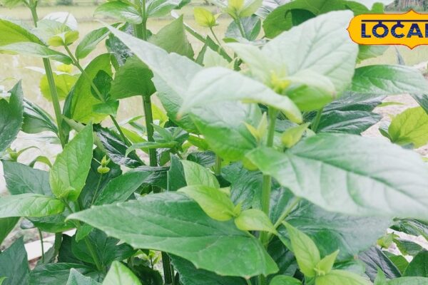 Pinging, back pain or sciatica in the veins? Drink this decoction on an empty stomach in the morning, the difference will be seen in a few days! – Uttar Pradesh News