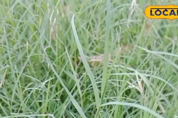 You will not uproot, you will plant in the house -courtyard … These grasses of men, tonic for women – uttar pradesh news
