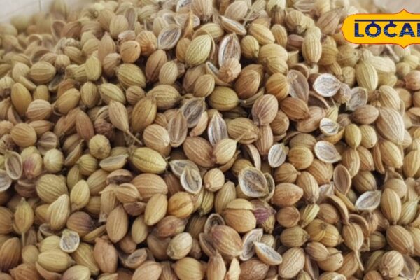 Miraculous medicine is these seeds present in the kitchen, BP -Motapa controls, Ramban for Heart – Uttar Pradesh News