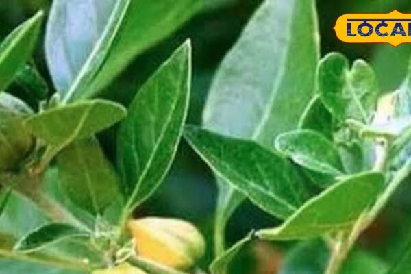 Eating this herb will bring the strength of horses like horses! Weakness runs away from name, boon for men – uttar pradesh news