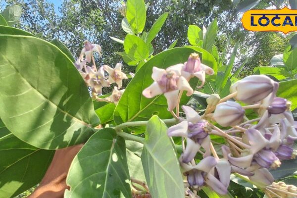 This dear flower climbs to Shiva in Sawan, it is called a panacea of diseases in Ayurveda, know its benefits – uttar pradesh news