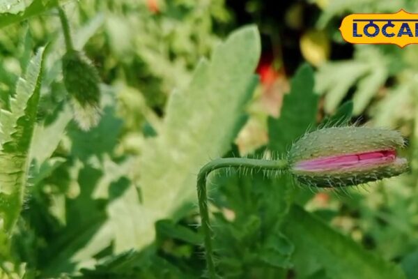This plant is not less than Sanjeevani Booti, will get rid of these diseases, benefits will be shocked