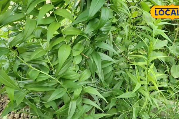 Couples, teeth, fever and poison …… In this one plant is the treatment of all, know its specialty – uttar pradesh news