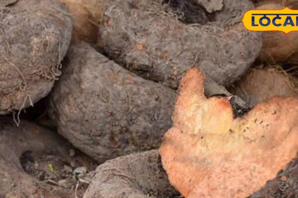 Why is it eaten on Diwali? Earlier used to grow in forests, today became a superfood of health, know benefits – Uttar Pradesh News