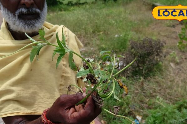 This enchanting plant is a break of tetanus, break … grind and apply on the wound, old -time antiseptic – Madhya Pradesh News