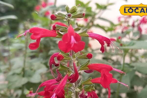 Radha krishna’s divine love reflected in this unique tulsi, Heled Husband from Illness- Uttar Pradesh News