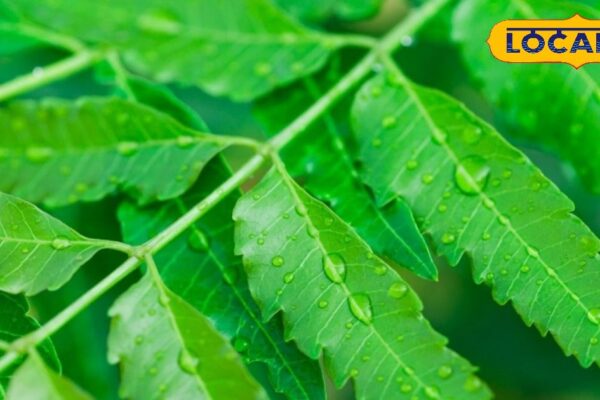 Rain season and rising skin problems? This remedy of Ayurveda will give full protection, know how – uttarakhand news