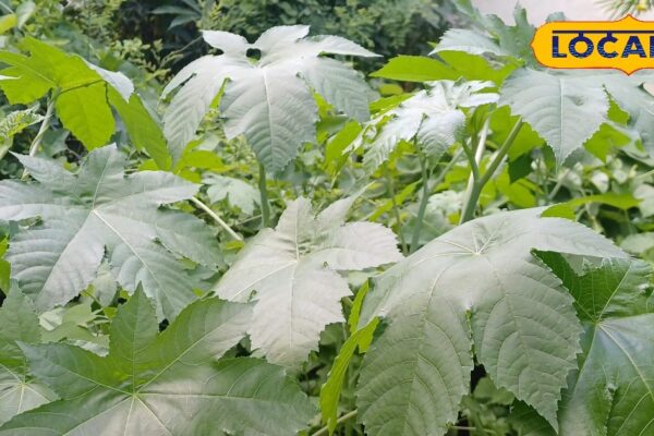 Health Tips: Constipation or joint pain, these leaf Ramban, gardens, farm-Kanars … will get everywhere-Uttar Pradesh News