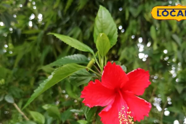 God is also happy, humans also heal … These flowers remove so miraculous, remove facial wrinkles, stop hair fall – uttar pradesh news