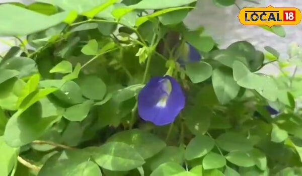 This magical flower is amazing! Mahadev also likes, start the day with tea; Diseases will remain control – uttar pradesh news