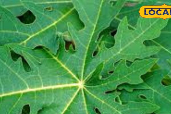 Along with papaya, its leaves are also very beneficial, from malaria to liver diseases are beneficial