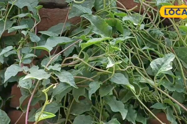 This green greens call the power house of iron, women are very beneficial in these things – Uttar Pradesh News