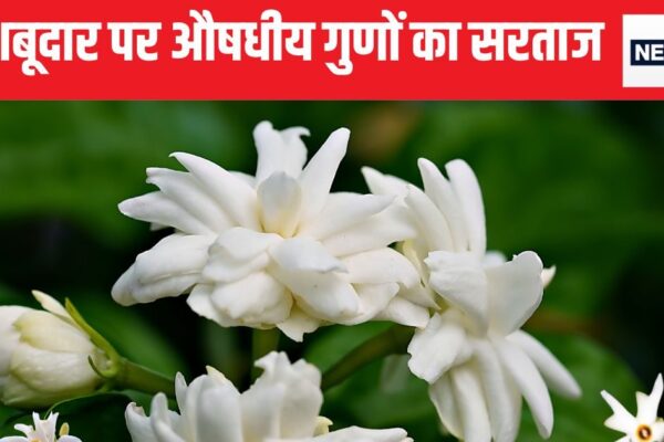 This flower is the invaluable treasure of Ayurveda, this flower, root-leaf-tanna everything comes out of nectar juice, 12 months does medicine work