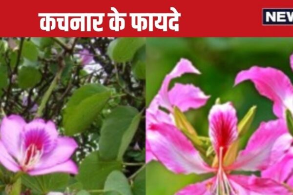 Kachnar Ke Fayde: Vata, Pitta and Cuffs Balance these amazing plant, get rid of joint pain