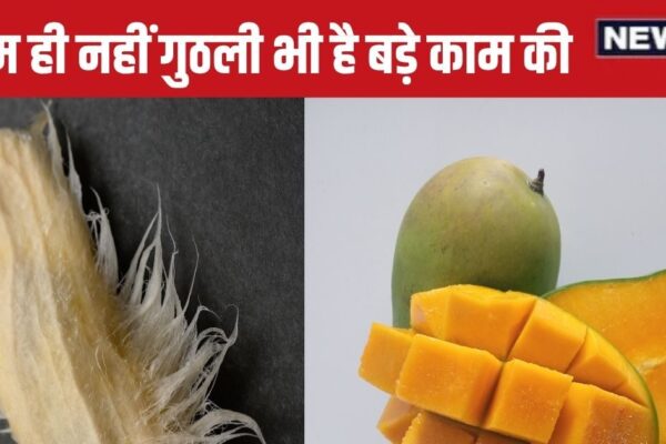Aam ki guthli ke fayde uses: Mango kernels are useful, do not forget to throw, keep cholesterol weight control