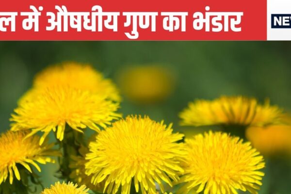 This thorny plant with beautiful yellow flowers is found in Sanjeevani, liver and kidney diseases, no less than nectar, know what it is