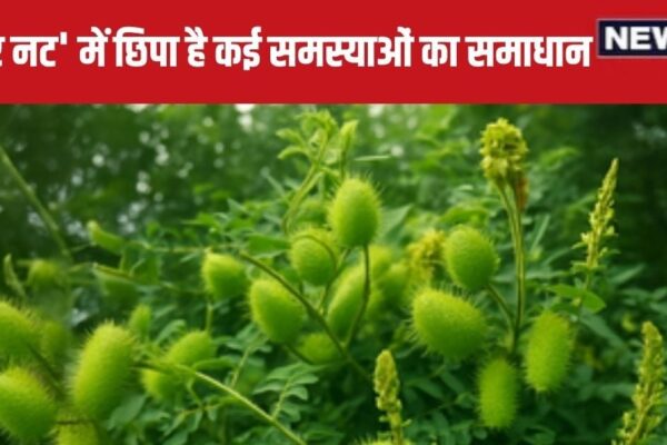 Fever Nut Health Benefits: This vine leaves, roots, bark are all beneficial, fever should be less in pinch