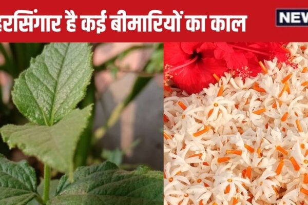 Harsingar Benefits: This flower is the invaluable treasure of Ayurveda, not one or two, leave many diseases