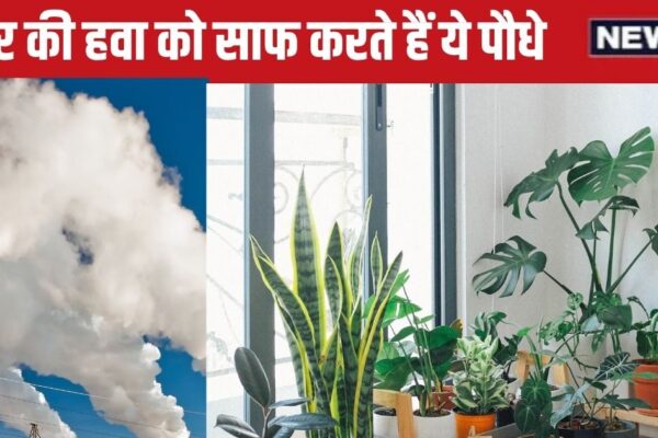 Best Indoor Plants for Air Purification: These 5 plants protect the air inside the house from being poisonous, bring it today only