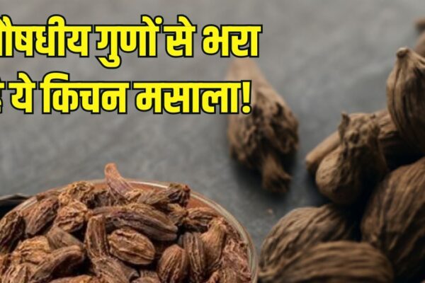 Black cardamom benefits for digestion immunity skin | This kitchen is a true partner of health, this kitchen spice, full of taste and aroma, consuming 5 big benefits