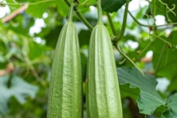 Ride Gourd Benefits: Summer beneficial vegetables, Ayurvedic properties and use.