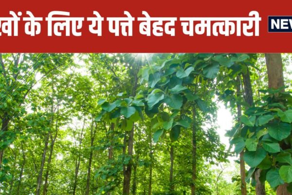 Teak Leaves for Laser Eye Protection | Teak leaves protection from laser rays of the eyes
