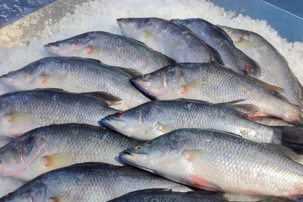 Fish Tips Bar Bhutani Fish Reduce High Cholesterol | Cheap Fish Vara Bhutani Treasury of Health
