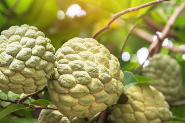 Custard Apple Side Effects | Are you also fond of eating Sharifa? So do not forget to make mistakes, otherwise… the hospital will reach the place of benefit