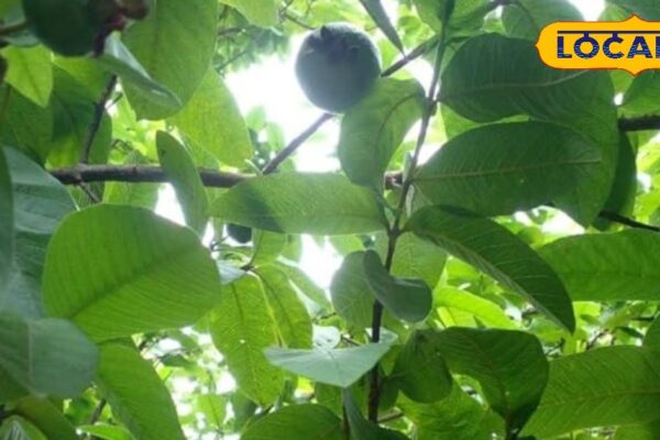 Tired of sitting in the washroom for hours? Two guava leaves will be instant free you!