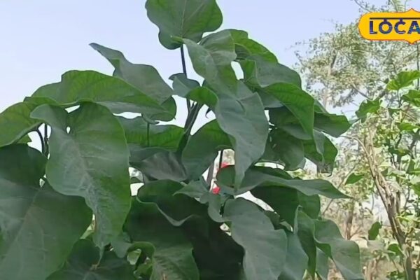 Laughter will be missed as soon as you hear the name… but this plant is tilism, toothache or has been scorpion, all will do well – uttar pradesh news