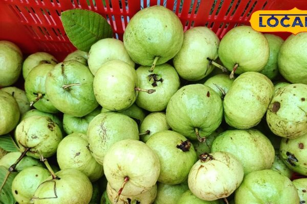 Eat these fruits with black salt in the rain … Chhumantar will be out of old constipation! High sugar will be down – Uttar Pradesh News
